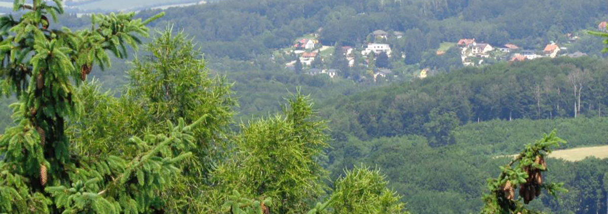Blick über die Bäume ins Land hinein