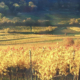 Blick vom Beethovenweg über die Weinberge