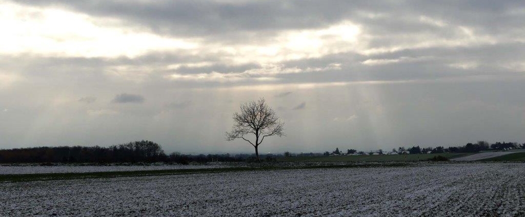 Einsamer Baum in Novemberlandschaft
