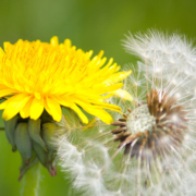 eine Löwenzahnblüte und eine Pusteblume