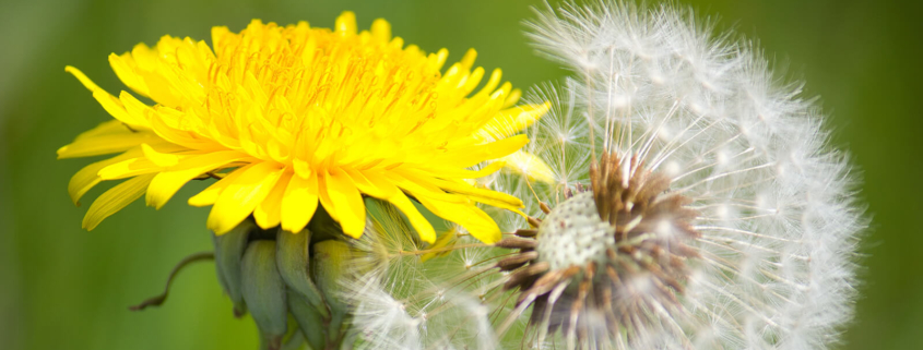 eine Löwenzahnblüte und eine Pusteblume