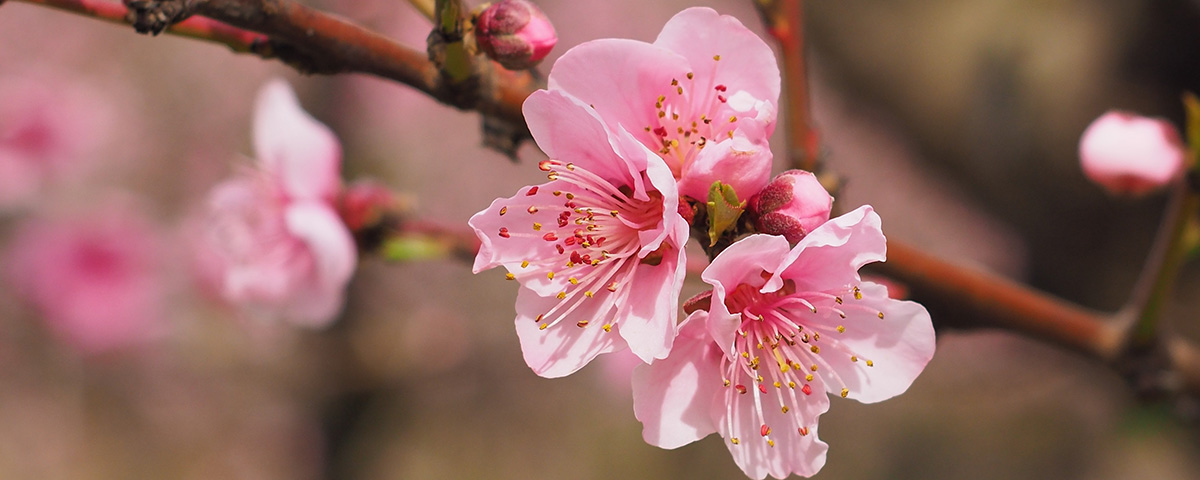 Ein Kirschenzweig mit Blüten