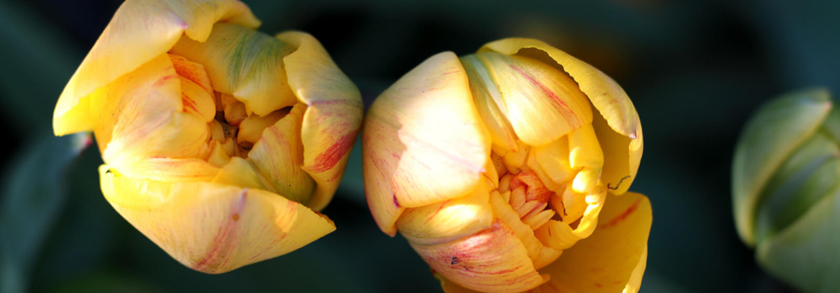 Zwei gelbe Tulpen von oben gesehen
