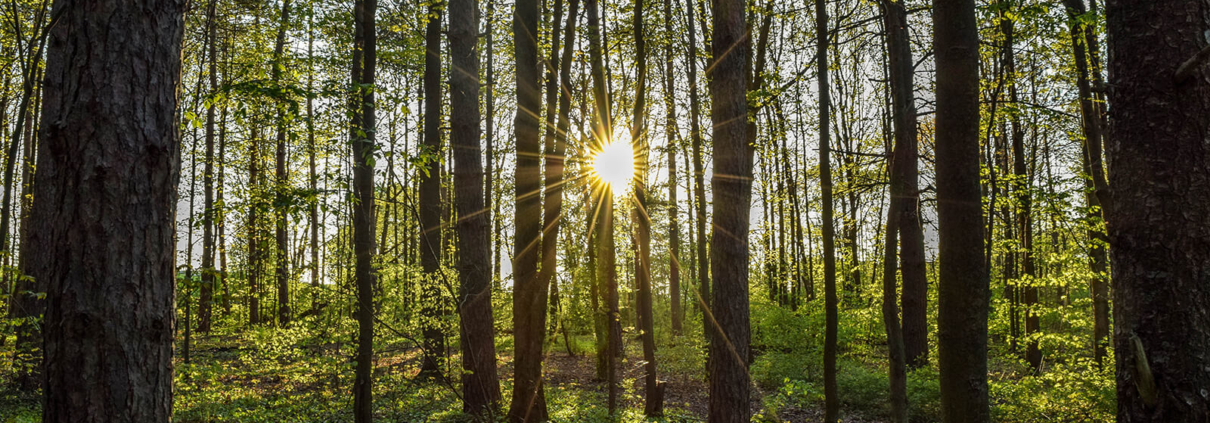 Ein Hochwald. Zwischen den Bäumen scheint die Sonne durch