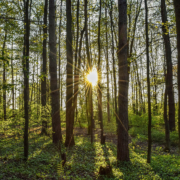 Ein Hochwald. Zwischen den Bäumen scheint die Sonne durch