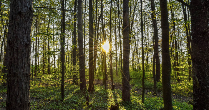 Ein Hochwald. Zwischen den Bäumen scheint die Sonne durch