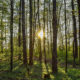 Ein Hochwald. Zwischen den Bäumen scheint die Sonne durch