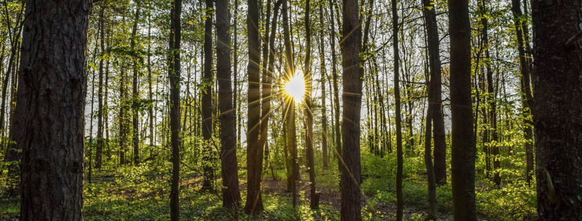 Ein Hochwald. Zwischen den Bäumen scheint die Sonne durch