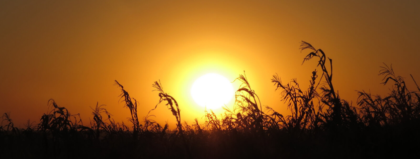 Sonnenuntergang über einer wilden Wiese