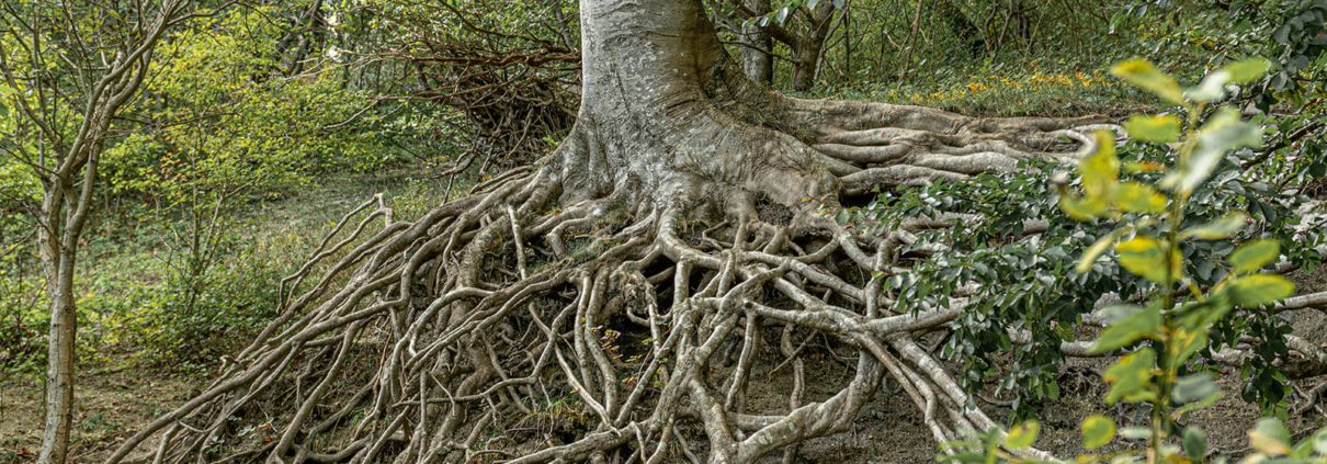 Ein Baum mit stark verzweigten Wurzeln in einem Buschwald