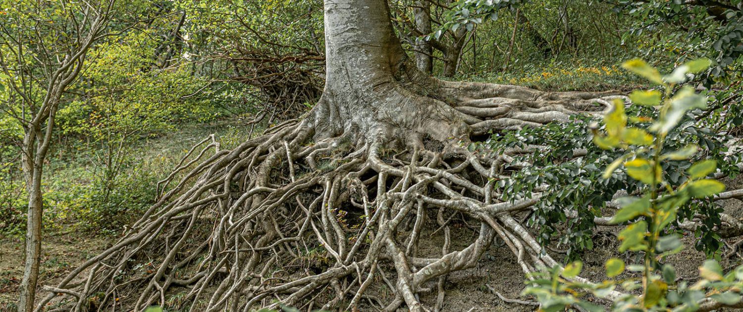 Baumwurzeln Ein Baum mit stark verzweigten Wurzeln in einem Buschwald