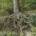 Ein Baum mit stark verzweigten Wurzeln in einem Buschwald