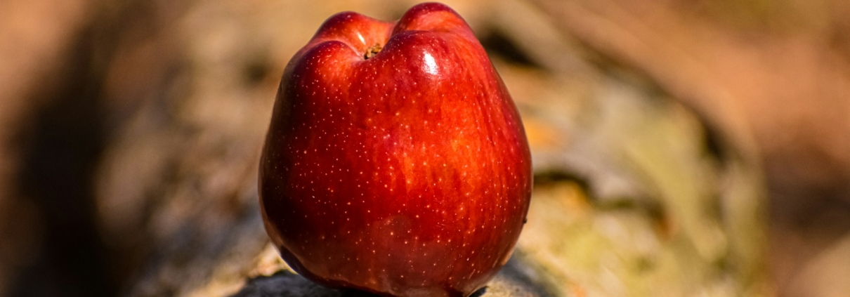 Versuchung von Laura Baker auf Unsplash