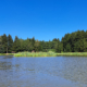 Ein See in Österreich mit einem Wäldchen am Ufer